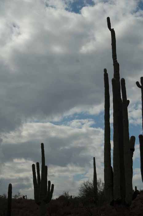 Tallest of Saguaros